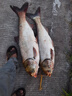 BAISHA FISH BS白鯊鰱鳙二代方塊餌料酸臭味草莓味霧化好拋竿海竿主攻花白鰱魚(yú)餌 二代酸臭鰱鳙方塊【快霧化】 【1包裝】 曬單實(shí)拍圖