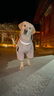 SLPC狗狗衣服冬季防寒保暖中大型犬棉衣柯基貴賓法斗金毛牽引戶(hù)外馬甲 灰黃 6XL（約56到65斤） 曬單實(shí)拍圖
