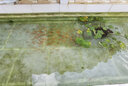 森森（SUNSUN）錦鯉池塘魚池吸污機(jī)吸便器吸泥機(jī)水池吸污泵魚糞便清潔工具池底清 200W加強(qiáng)版三角吸污機(jī)電線10米排污管10米 曬單實(shí)拍圖