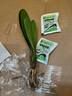 墨寶四季開花好養(yǎng)花卉植物室內(nèi)陽臺(tái)圓頭和尚小苗 2棵君子蘭5-6片葉+肥料 不含盆 曬單實(shí)拍圖
