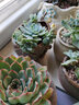 多肉植物大株顆套裝單頭多顆好養多肉老樁超大多頭 冰梅群 專(zhuān)業(yè)包裝不含盆 曬單實(shí)拍圖