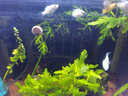 寵以沫（CHONG YIMO）貼片魚(yú)食小型魚(yú)觀(guān)賞魚(yú)熱帶魚(yú)斗魚(yú)孔雀魚(yú)金魚(yú)飼料豐年蝦曾色 小魚(yú)都愛(ài)吃的貼片魚(yú)糧 組合套餐更健康約80片 曬單實(shí)拍圖