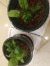 農(nóng)之子 九層塔盆栽苗羅勒葉新鮮香草可食用金不換種子 羅勒苗 5棵+1棵【不含盆】 曬單實拍圖