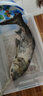 釣嗨尼  鰱鳙餌料手桿浮釣花白鰱魚酸臭海桿專攻水怪大頭胖頭秘制魚餌白 酸甜味（3包共1500克）均價(jià)13元/包 曬單實(shí)拍圖