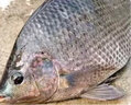 祥釣翁羅非魚餌料野釣通殺秋冬季黑坑專用神器不開口的顆粒窩料餌料通殺 買3送2【拉到手抽筋】可試用 曬單實(shí)拍圖