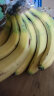 【不打药需催熟】国产高山甜糯香蕉 当季新鲜水果芭蕉整箱青皮果 带箱4.5kg【普通装】 实拍图