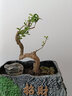 黃楊盆景老樹(shù)樁小瓜子黃楊童盆景素材樹(shù)四季長(cháng)青喜水喜陽(yáng)隨機發(fā)貨 瓜子黃楊3公分粗-擇優(yōu)發(fā) 曬單實(shí)拍圖