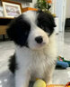 祥彥方依邊牧幼犬活體純種邊境牧羊犬雙血統(tǒng)七白三通黑白色隕石邊牧寵物狗 血統(tǒng)級(jí) 曬單實(shí)拍圖
