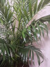 中夢(mèng)散尾葵盆栽 鳳尾竹室內客廳大型綠植 袖珍葉夏威夷盆景富貴椰花卉 1.3米到1.4米高度左右 含盆（螺紋盆） 曬單實(shí)拍圖