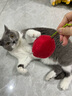 all for paws木天蓼玩具貓薄荷逗貓棒潔齒磨牙棒自嗨解悶神器小貓寵物用品 木天蓼櫻桃 曬單實(shí)拍圖