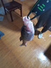 刃釣多節(jié)蝦包鉛蝦路亞餌大對蝦假蝦軟餌淡水海釣海鱸鲅魚石斑鱖魚翹嘴 小號8cm8g(混色5個裝)送盒 曬單實拍圖