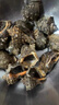 皮小鮮【鮮活發(fā)貨】青島大海螺鮮活1500g海鮮貝類(lèi)生鮮 鮮活海螺肉送芥末 中海螺 1500g （20-30只） 曬單實(shí)拍圖