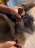 EZYDOG澳洲進(jìn)口快套貼護胸背狗狗嗨輕防勒磨大中小型犬防爆沖胸背帶柴犬 復古單寧 L【頸圍45-79cm | 胸圍67-84cm】 曬單實(shí)拍圖