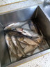 BAISHA FISH BS鰱鳙餌料魚(yú)餌酸臭拋竿釣籠水怪浮釣胖頭花白鰱野釣餌料 鰱鳙餌酸酵味【18枚】 曬單實(shí)拍圖