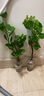 三角梅苗三角梅花卉室內(nèi)陽(yáng)臺(tái)植物盆栽陽(yáng)臺(tái)地栽重瓣爬藤盆景大苗 長(zhǎng)期長(zhǎng)久 四季循環(huán)開花 白雪3年苗 默認(rèn) 曬單實(shí)拍圖