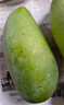 夢(mèng)茜兒凱特芒果 9斤特大青芒正宗四川新鮮青皮熱帶水果當季現摘整箱 3斤 中果【2-5兩/枚】實(shí)惠嘗鮮 曬單實(shí)拍圖