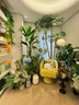 Only you【2小時(shí)達】檸檬樹(shù)盆栽可食用花卉辦公室網(wǎng)紅好養同城配送開(kāi)業(yè) 檸檬盆栽D款 曬單實(shí)拍圖