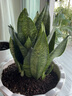 虎皮蘭大盆虎尾蘭盆栽客廳新裝修房子凈化空氣銀脈大顆虎皮蘭 銀脈50厘米左右(含盆) 曬單實(shí)拍圖