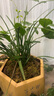華香園春蘭老八種之一【賀神梅】濃香型蘭花苗室內綠植物不帶花苞 賀神梅3苗裸根發(fā)貨帶花苞 曬單實(shí)拍圖