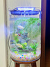 鷹涵魚缸底砂鼠魚沙雨林沙珊瑚沙水草沙水晶砂化妝沙黃金沙水族箱造景 水晶河沙溪流沙（3-5毫米）5斤裝 曬單實(shí)拍圖