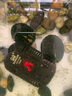 森森 烏龜缸低水位小型超短電加熱器魚(yú)缸自動(dòng)恒溫水族箱養魚(yú)加熱棒 50W超低水位3cm【離水斷電/超溫保護】 曬單實(shí)拍圖