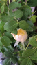 景郁春 JIRYUCUR灌木月季花苗特大花藤本花樹(shù)薔薇爬藤小苗安吉拉2顆源頭直發(fā) 曬單實(shí)拍圖