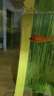 冷水血鸚鵡魚(yú)招財魚(yú)淡水魚(yú)好養耐活發(fā)財魚(yú)活體金魚(yú)魚(yú)苗冷水觀(guān)賞魚(yú) 冷水鸚鵡5條7-10公分紅魚(yú) 曬單實(shí)拍圖