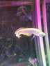 馬印銀龍魚(yú)活體大中型熱帶觀(guān)賞魚(yú)魚(yú)缸寵物淡水風(fēng)水魚(yú)發(fā)財魚(yú)金龍魚(yú) 純血七彩銀龍14-15cm 2條  一公一母 曬單實(shí)拍圖