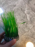 biorb 英國魚(yú)缸水族箱自然裝飾品 綠色草環(huán)仿真造景布景 彩色小草環(huán)魚(yú)缸造景裝飾水族箱布景 草環(huán)-小號 曬單實(shí)拍圖