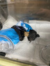 果粒之星純種泰迪犬泰迪狗幼犬灰泰迪紅色灰色泰迪寵物狗狗活體 灰泰迪血統(tǒng)SSS 曬單實(shí)拍圖
