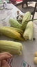 張小壯 水果玉米 現(xiàn)摘新鮮 云南甜玉米 新鮮玉米棒 可生吃新鮮蔬菜 嚴(yán)選4.5-5斤約5-7個(gè) 4.5斤 曬單實(shí)拍圖