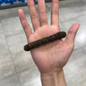 等妃芽莊天然黑奇楠越南沉香手串片珠正宗全沉水錢串子文玩手鏈女男士 約12*2-3mm*16g 曬單實拍圖