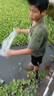 優(yōu)質(zhì)大頭魚花鰱胖頭鰱鳙魚四大家魚漁場直供鮮活發(fā)貨花鰱魚苗 2-4厘米花鰱苗（500條）送20% 曬單實拍圖