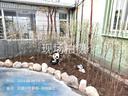 蔚然花屋戶外花園小區(qū)草坪園林景觀裝飾玻璃鋼雕塑動物仿真熊貓擺件 熊貓一套6只 曬單實拍圖