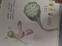 一顆蓮子的生命旅程 原創(chuàng)植物科普繪本  3-6歲 7-10歲適讀 以國(guó)畫繪出蓮的生命輪回 國(guó)風(fēng)情懷 后浪正版 曬單實(shí)拍圖