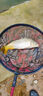化氏 紅薯鯉魚(yú)餌料經(jīng)典釣鯉魚(yú)專(zhuān)用薯味配方魚(yú)餌窩料 紅薯鯉-300g 曬單實(shí)拍圖