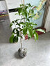 黃晶果樹(shù)苗嫁接苗6號四季當年結果南方耐寒大黃寶石冬蜜黃金果苗 精品嫁接黃晶果六號3年苗【帶原杯原土】 50cm(含)-60cm(不含) 曬單實(shí)拍圖