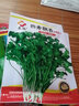 蘇瑞耐寒耐熱香菜種子大葉芫荽陽臺四季香菜種菜種籽種籽農(nóng)家蔬菜種孑 四季香菜【20克】 曬單實拍圖