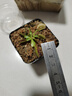 瑰季捕蠅草盆栽趣味植物巨型食人花豬籠草夏季驅(qū)蚊食蟲植物室內(nèi)栽植 【大嘴夾】捕蠅草 小苗石丸盆栽好【無】 曬單實(shí)拍圖