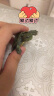 易萌 黄金巴西龟活物炫彩龟小乌龟活体宠物龟半水龟招财龟草龟 2-3厘米两只 实拍图