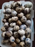 保衛蛋蛋鵪鶉蛋新鮮 火鍋食材 營(yíng)養 寶寶蛋 保衛蛋蛋中秋送禮 120枚順豐快遞 曬單實(shí)拍圖