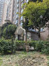 綠達 柿子樹(shù)苗脆柿子樹(shù)苗帶土火晶柿子果樹(shù)大樹(shù)苗庭院種植當年結果 8年苗【庭院栽植】 81cm(含)-110cm(含) 曬單實(shí)拍圖