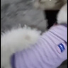 嬉皮狗（hipidog）金毛衣服大狗狗拉布拉多中型大型犬柴犬薩摩哈士奇寵物秋冬款加厚 紫色絨衣 5XL(建議體重50-60斤) 曬單實(shí)拍圖