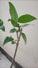 庭院風(fēng)景樹原生臘梅花樹苗濃香臘梅當(dāng)年開花地栽盆栽素心臘梅紅梅 叢生臘梅4年苗(2-3分叉) 不含盆 曬單實(shí)拍圖