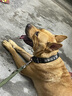 多趣（duoqu）大中型犬狗狗牽引繩拴狗鏈子金毛拉布拉多德牧牽狗帶寵物用品 曬單實(shí)拍圖