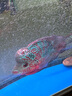 水財神熱帶觀(guān)賞魚(yú)麒麟魚(yú)鸚鵡魚(yú)麒麟羅漢血鸚鵡元寶羅漢寵物活體魚(yú) 精品起頭羅漢13-15cm/2條裝 羅漢魚(yú) 曬單實(shí)拍圖