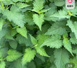 辰實(shí)四川新鮮藿香葉【順豐】魚香葉木香子香菜小茴香 2斤 曬單實(shí)拍圖