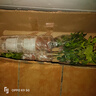 聽(tīng)雪樓正宗清香胡椒木盆栽綠植物室內外花卉樹(shù)苗老樁盆景九里香 九里香+茉莉花+梔子花+吸水盆 曬單實(shí)拍圖