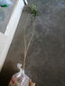 SMVP四大名貴苗木海南黃花梨金絲楠木樹(shù)苗珍稀植物沉香小葉紫檀庭院 黃花梨30-50高2棵 其他 曬單實(shí)拍圖