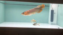 印尼紅龍魚活體魚辣椒紅龍超血紅龍金龍魚活魚龍魚小魚熱帶觀賞魚 極品——加里曼丹紅龍【包發(fā)色】 16-18cm【證書芯片齊全】包發(fā)色 曬單實拍圖